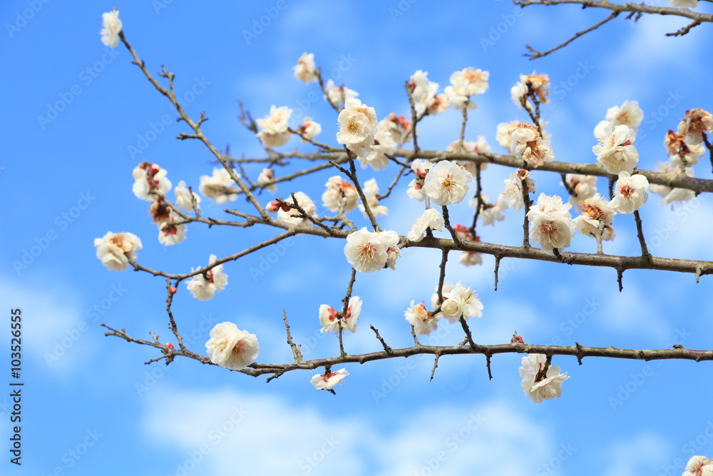 Plum blossom. It is famous as a flower to inform the coming of spring in Japan. Plum blossom. It is famous as a flower to inform the coming of spring in Japan.