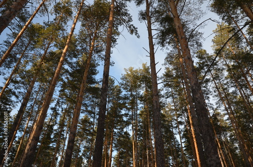 forest, pine, snow, trails