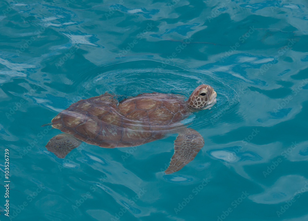 Obraz premium Green turtle taking air.