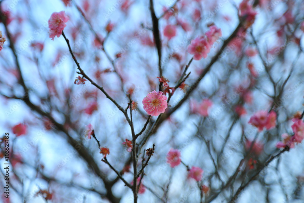 Plum blossom.It is famous as a flower to inform the coming of spring in Japan. Plum blossom.It is famous as a flower to inform the coming of spring in Japan.