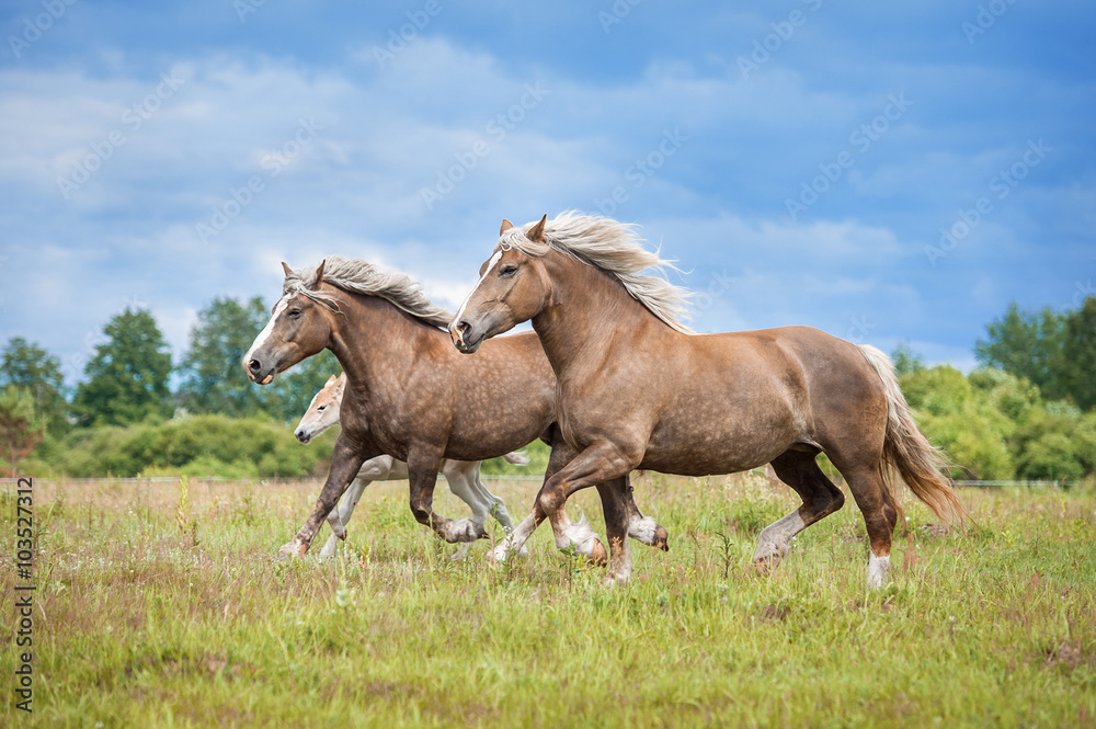 Herd of lithuanian heavy horses with a foal running on the pasture in summer Herd of lithuanian heavy horses with a foal running on the pasture in summer