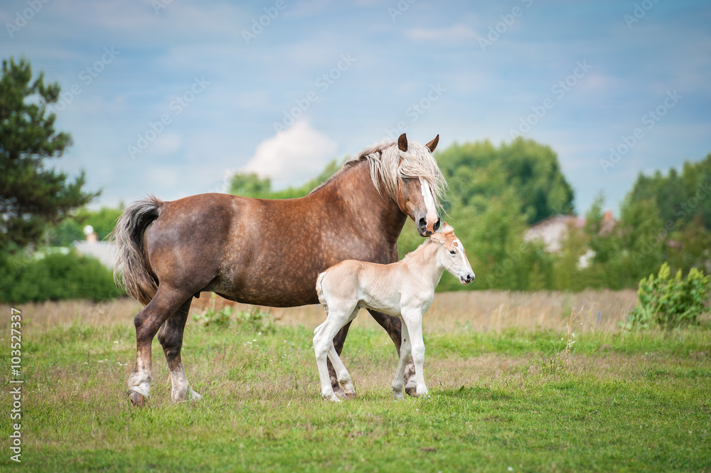 Lithuanian heavy horse with a foal in summer Lithuanian heavy horse with a foal in summer