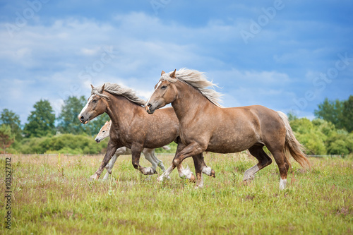 Herd of lithuanian heavy horses with a foal running on the pasture in summer