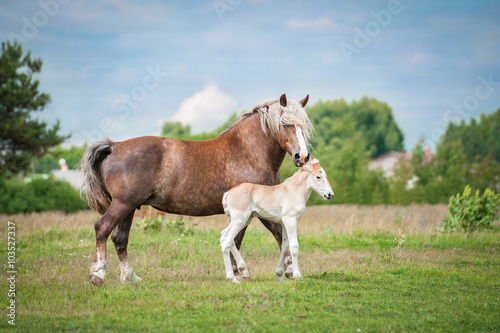 Lithuanian heavy horse with a foal in summer