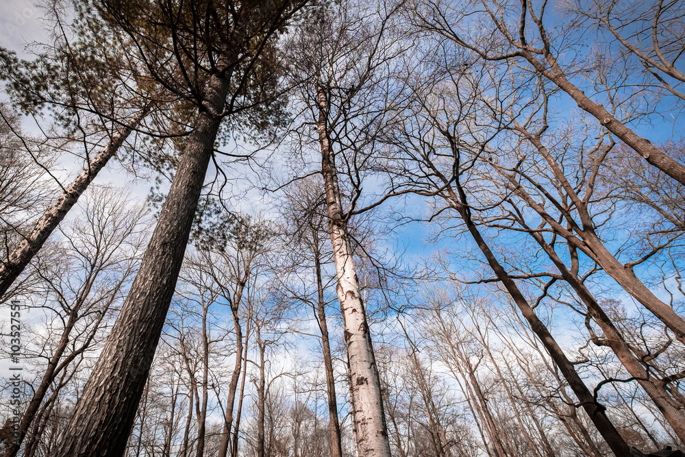 Fototapeta premium forest in winter
