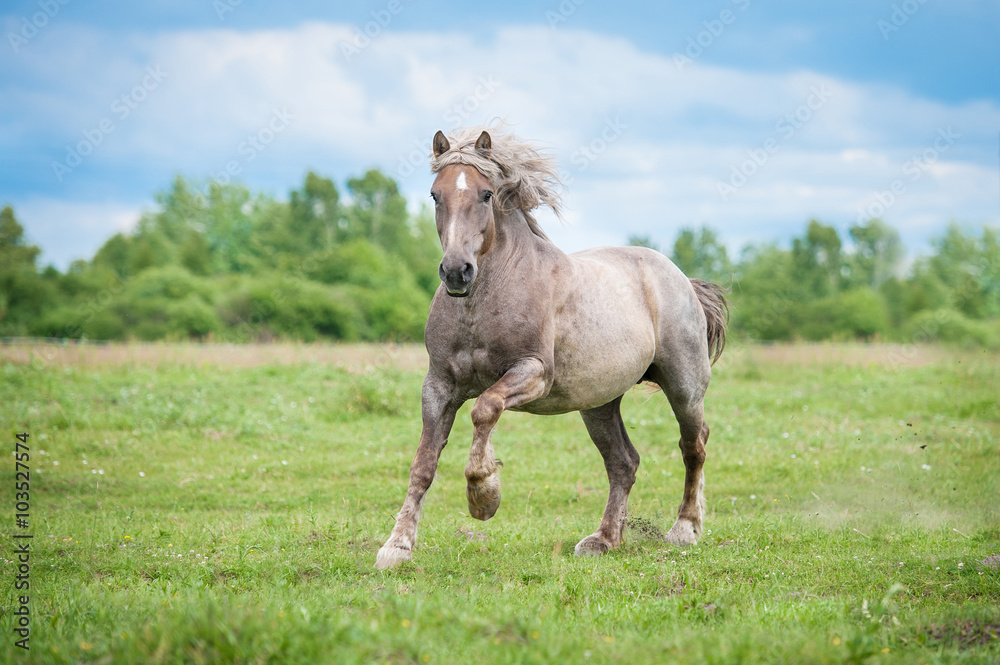 Happy lithuanian heavy horse running gallop on the field in summer Happy lithuanian heavy horse running gallop on the field in summer