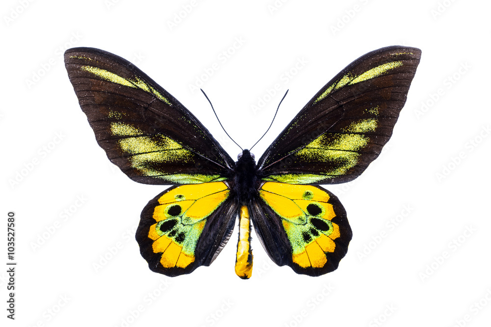 Obraz premium Beautiful colorful butterfly isolated on white