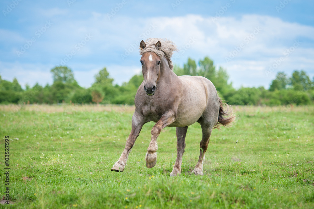 Obraz premium Playful draft lithuanian heavy horse running on the field in summer