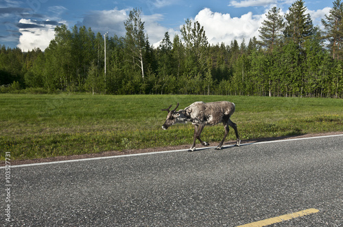 Scandinavian Reindeer / The forest reindeer is found in the wild in only two areas of the Scandinavian peninsula of Northern Europe.