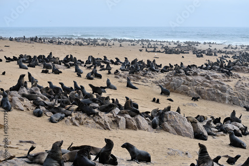 Cape fur seals, Namibia © Oleg Znamenskiy