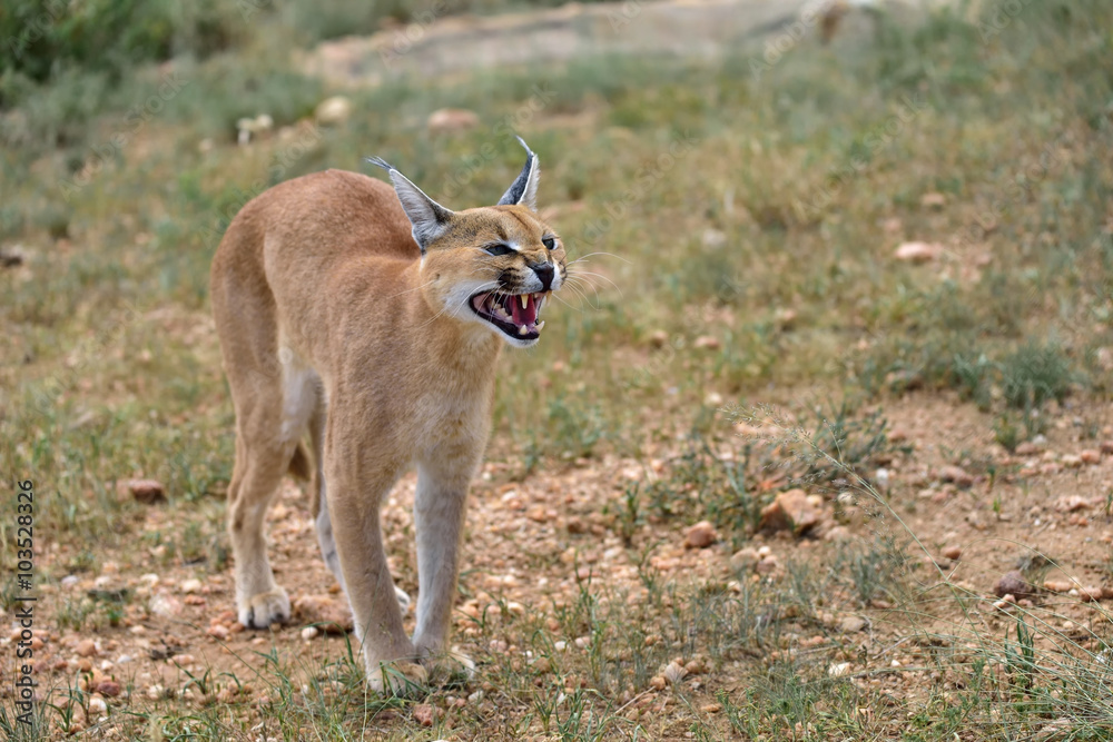 Fototapeta premium Caracal in Namibia
