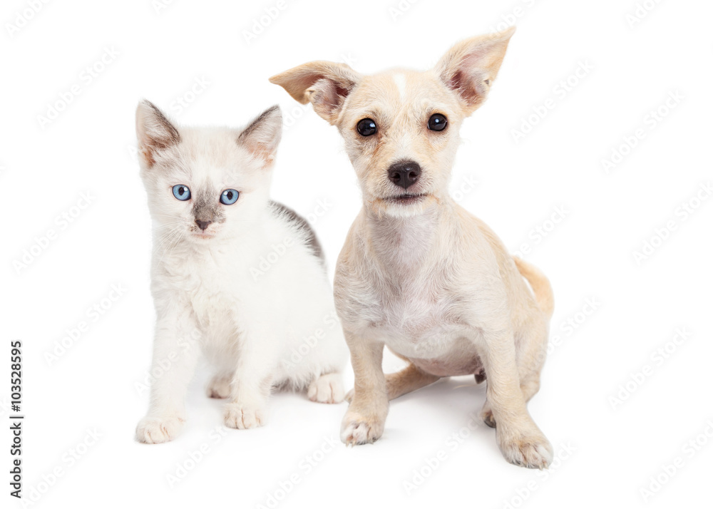 White Color Kitten and Puppy Together
