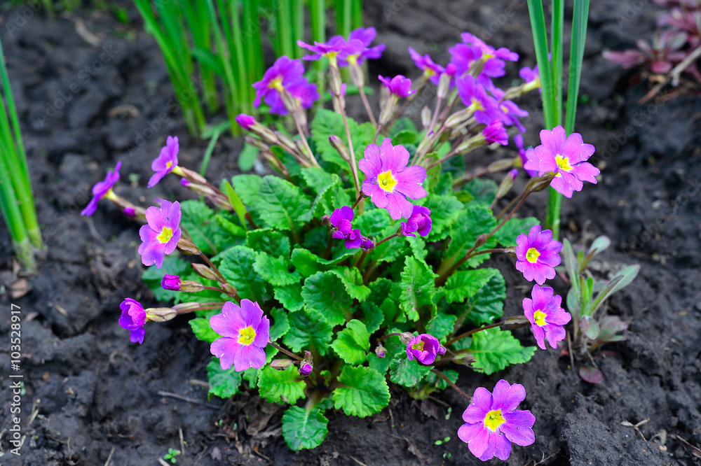 Blooming purple primrose in a flowerbed in spring Blooming purple primrose in a flowerbed in spring