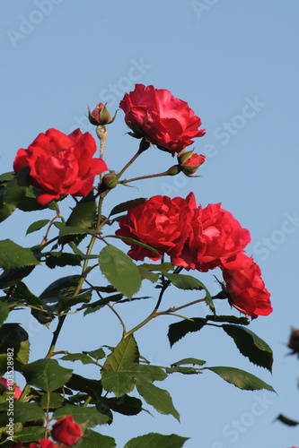 red roses