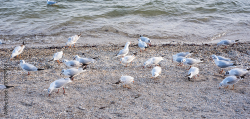 hungry seagulls picking up food on the beach of the lake