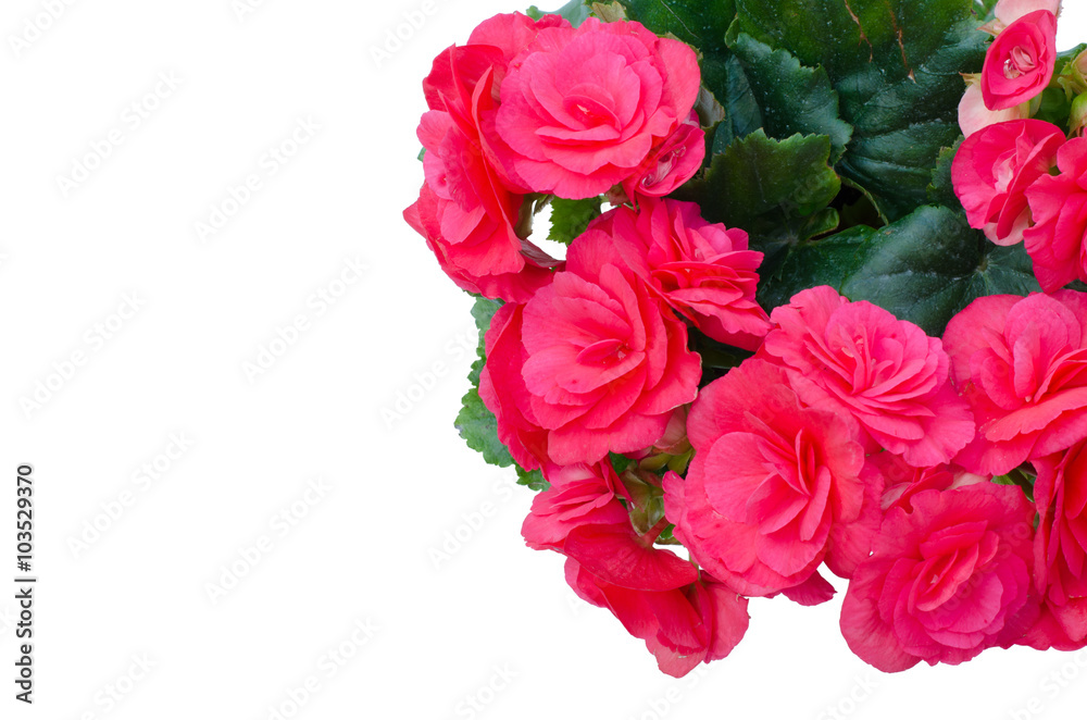 Begonia isolated white background Begonia isolated white background