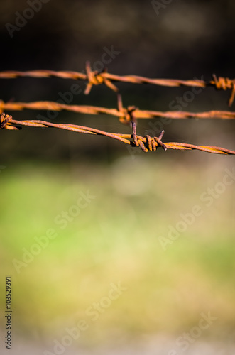 barbed wire fence © katarinagondova