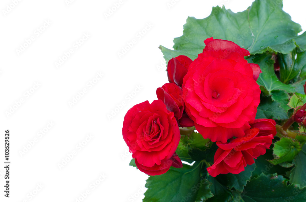 Fototapeta premium Begonia isolated white background