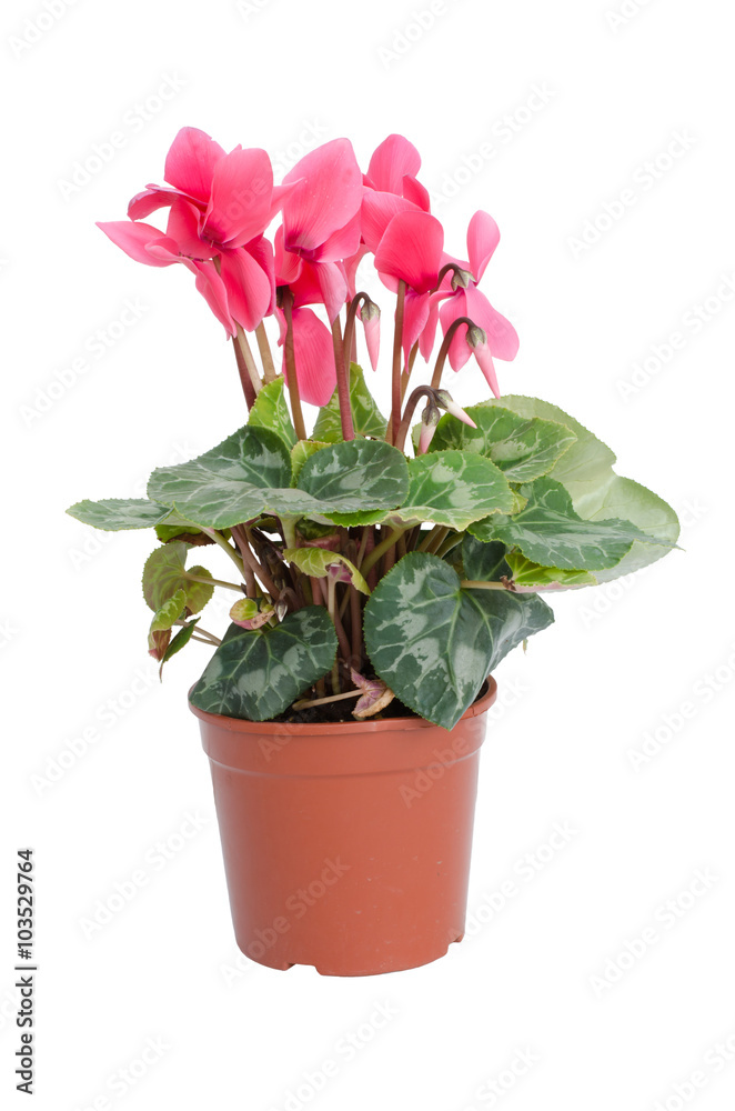 Cyclamen isolated white background