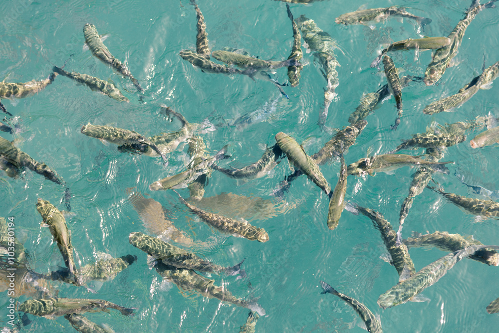 Shoal of fish in the harbor of the village Vueltas in the Valle Gran Rey. Tourists and inhabitants feed the fish with bread. it is an attraction in the harbor