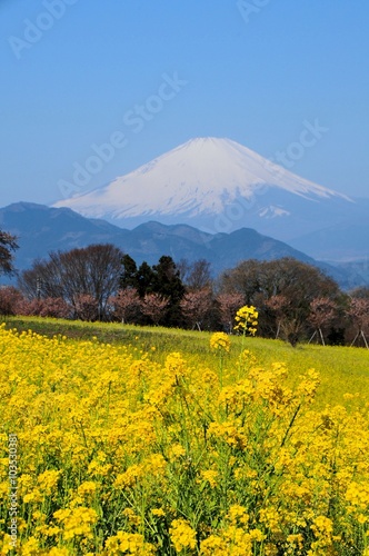富士山と菜の花 © Goryu