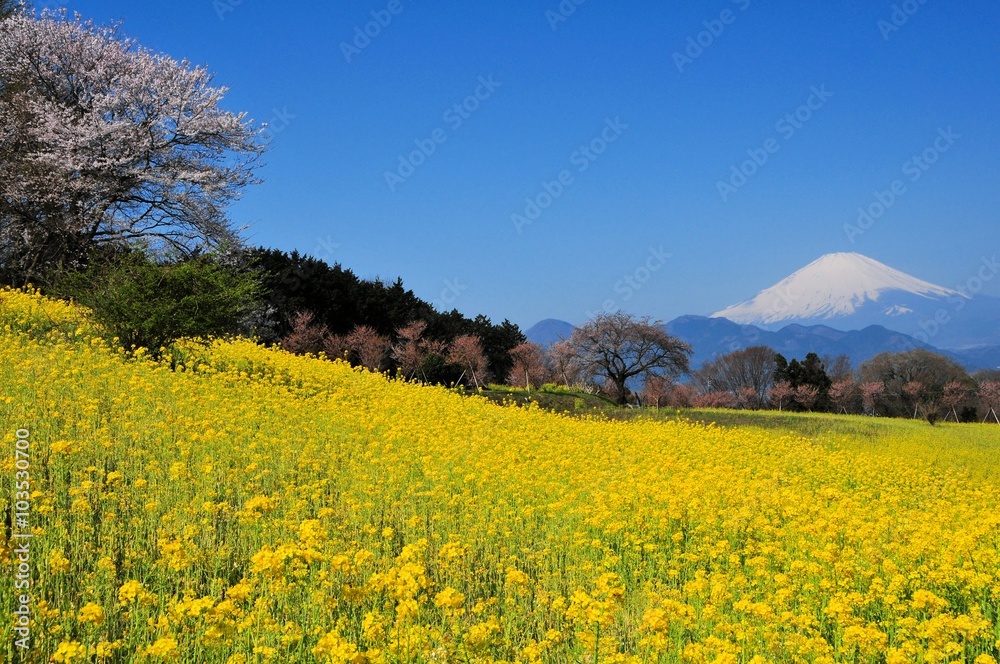 富士山と菜の花と桜