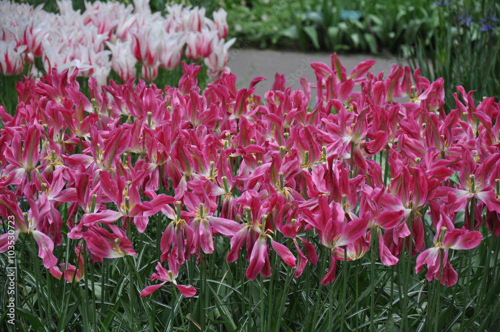 Obraz premium tulipany