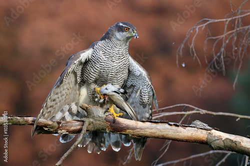 Portrait of a Northern goshawk