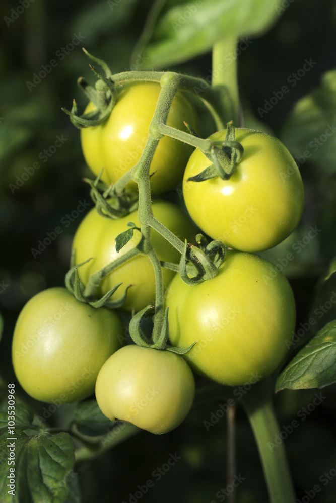 Raw green tomatoe on the branch of the seedling in the field