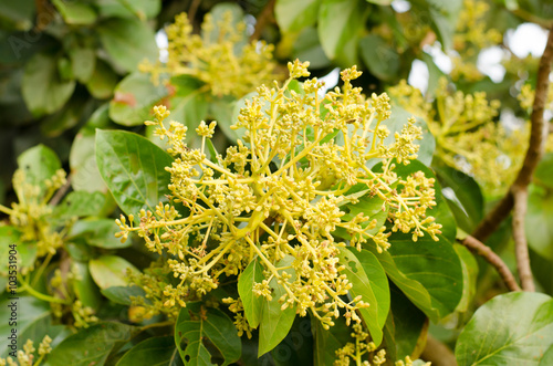 avocado tree with a lot of new flowers