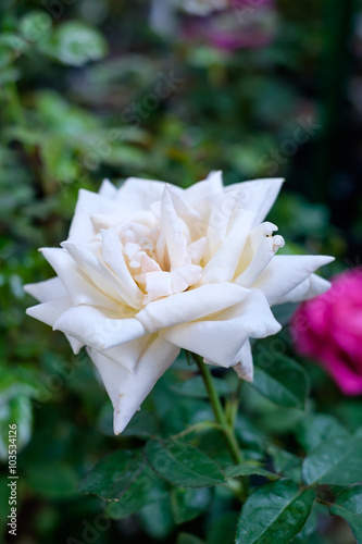 White blooming rose for background