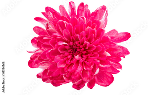 Fototapeta Naklejka Na Ścianę i Meble -  chrysanthemum flower