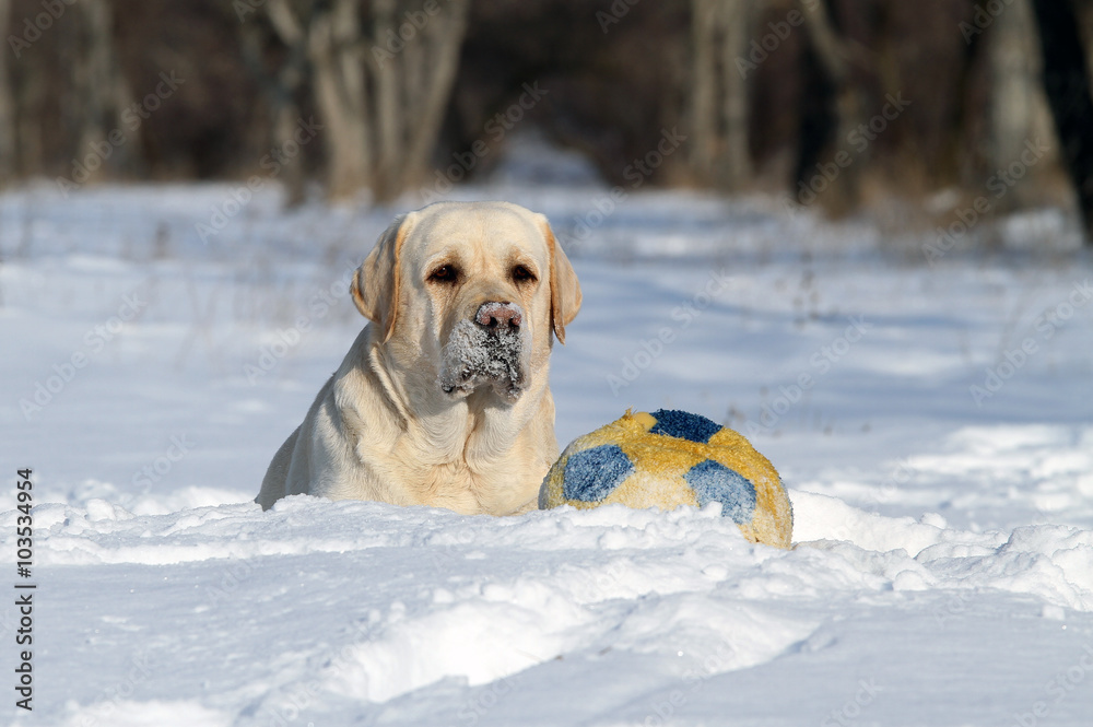 the nice yellow labrador in winter in snow with a ball the nice yellow labrador in winter in snow with a ball