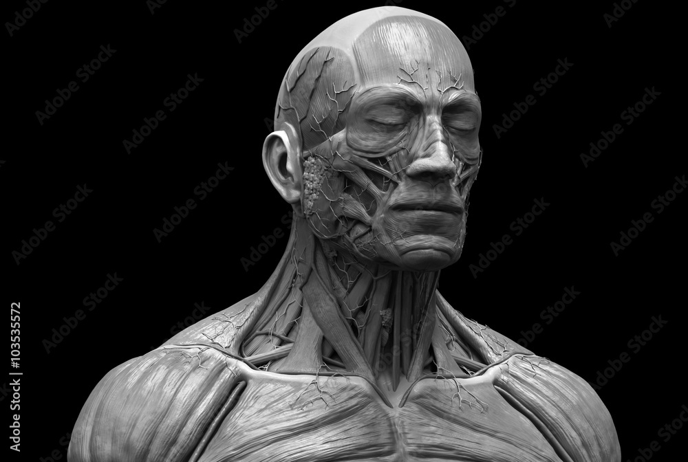 Human anatomy - muscle anatomy of the face neck and chest 