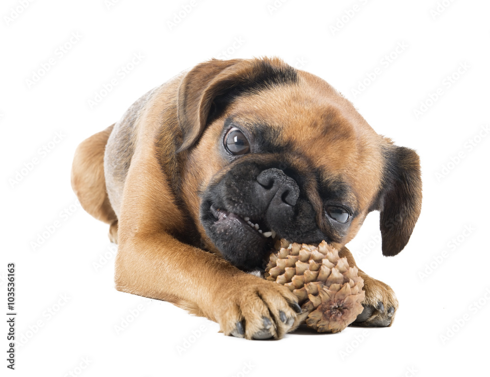 dog with fir-cone