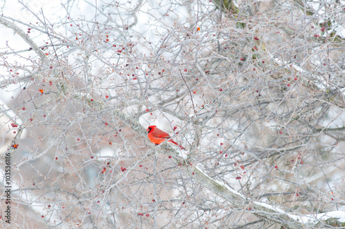 bright red cardinal bird sitting in a winter crab apple tree