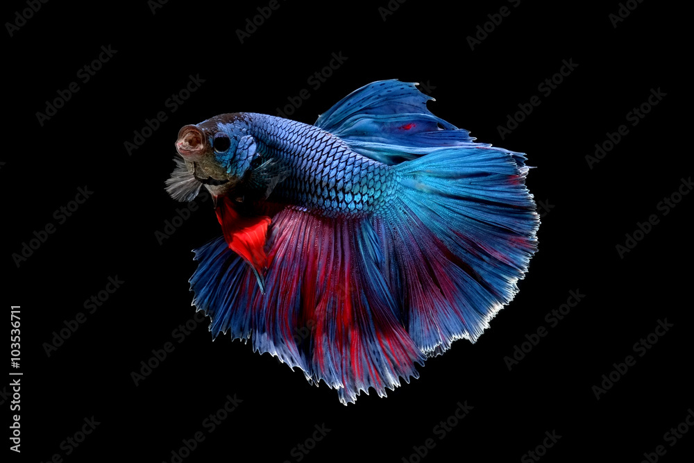 Obraz premium betta fish isolated on black background