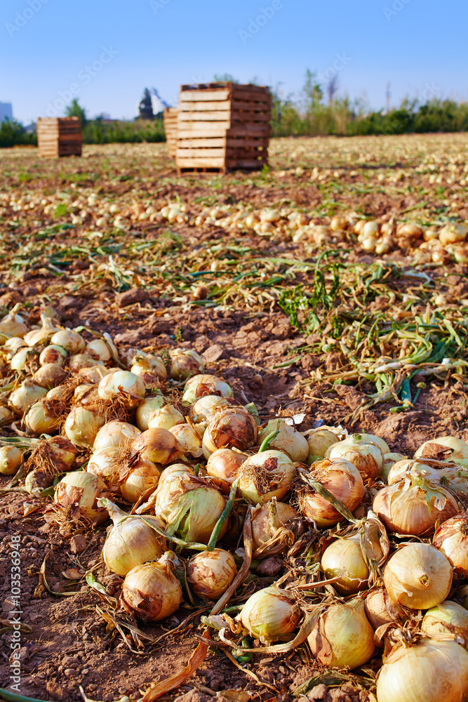 Fototapeta premium Onion harvest in Valencia Spain huerta