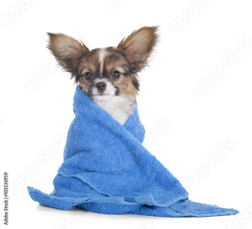Papillon puppy in a towel on a white studio background