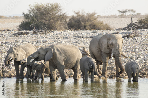 Elephant at Okaukuejo water hole.