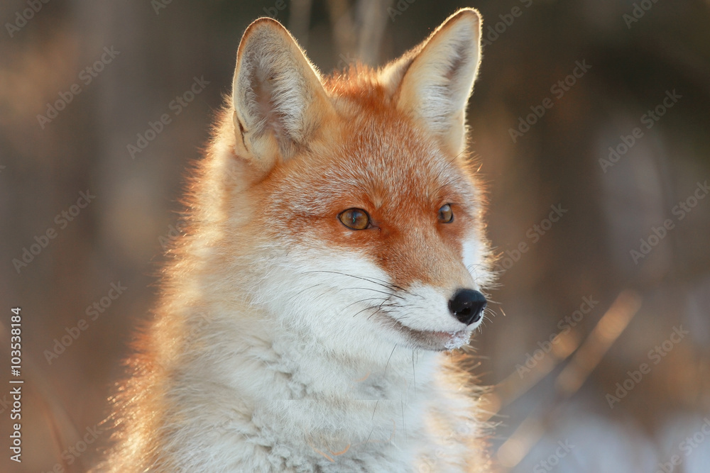 Obraz premium red fox in winter forest Pretty