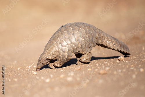 Pangolin searching for ants