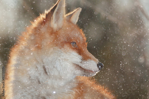 Obraz na plátně red fox in winter forest Pretty