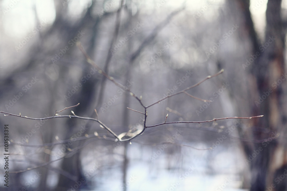 landscape in a forest in the early winter snow falls landscape in a forest in the early winter snow falls