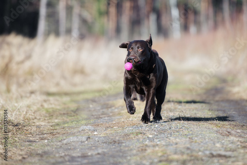 labrador dog running with a toy © otsphoto