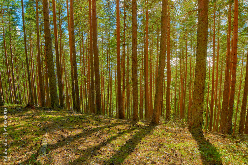 Fototapeta premium Bright Summer Pine Forest in Karelia