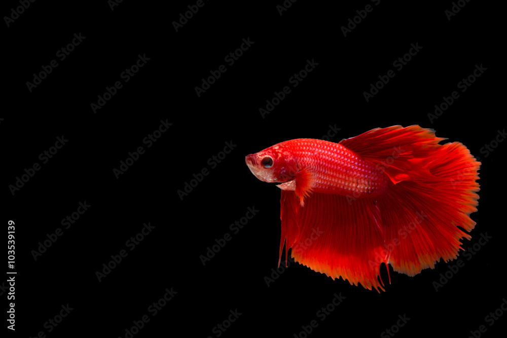 Betta fish, siamese fighting fish, betta splendens isolated on b Betta fish, siamese fighting fish, betta splendens isolated on b