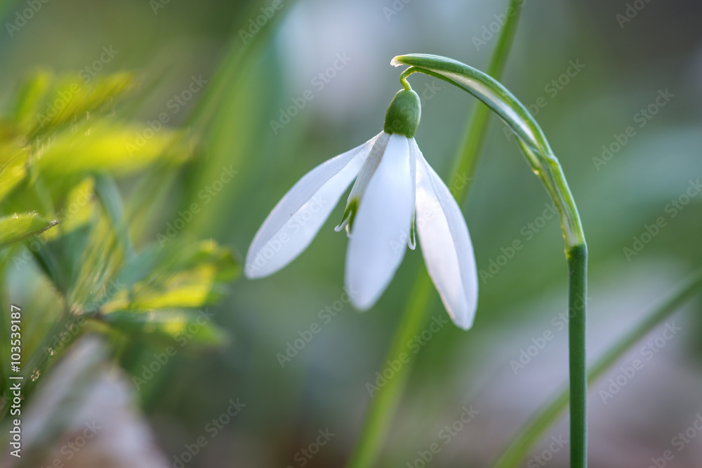 Fototapeta premium flowers