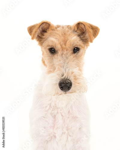 Adult fox terrier dog portrait isolated on a white background