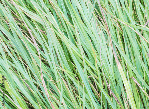 Closeup surface green grass in the garden texture background